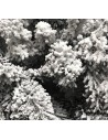 Biancaneve 200 gr effetto neve realistico Mondo Presepi